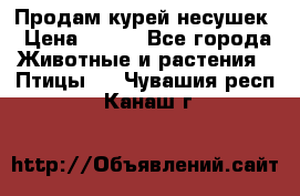 Продам курей несушек › Цена ­ 350 - Все города Животные и растения » Птицы   . Чувашия респ.,Канаш г.
